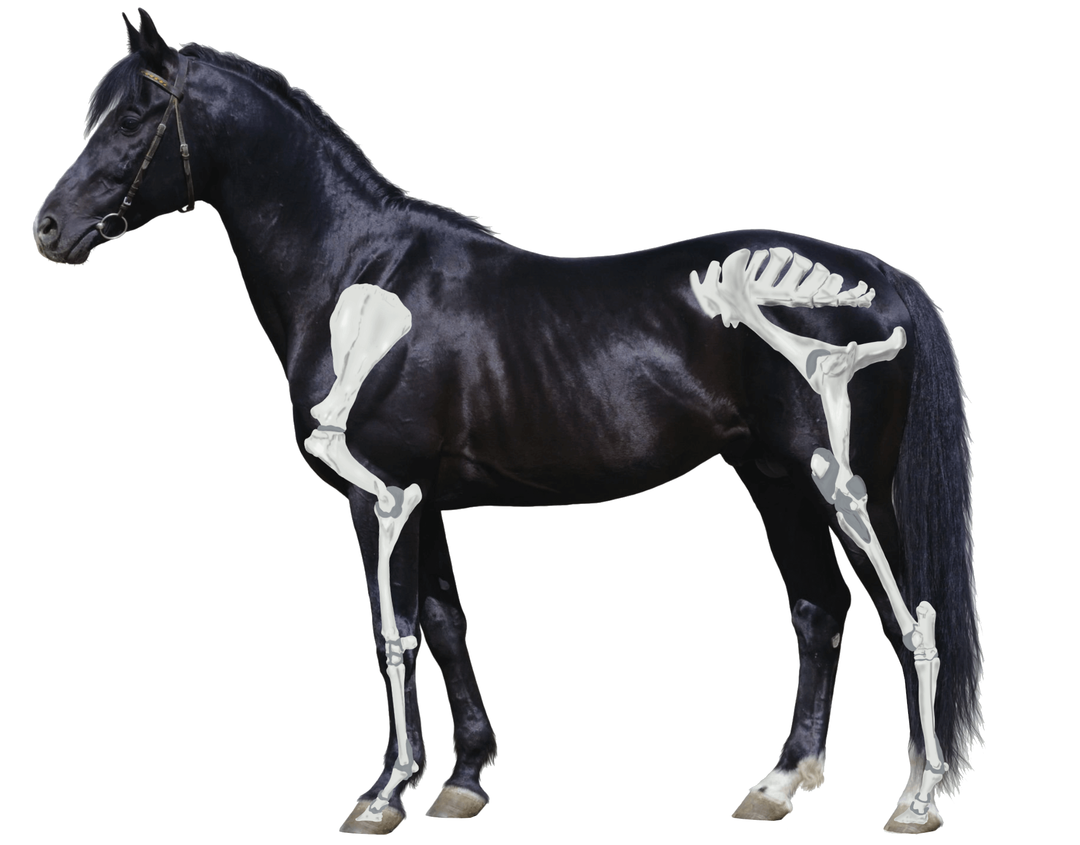 tropoflex full horse with hindlimb and forelimb